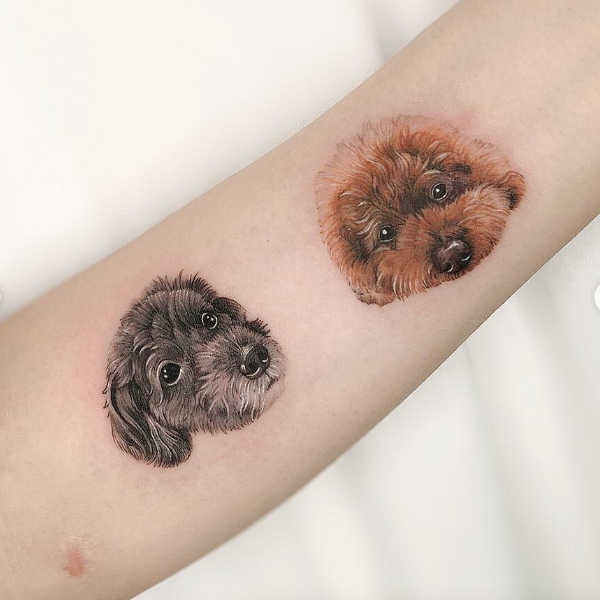 A fantastic portrait of two Schnoodle dogs